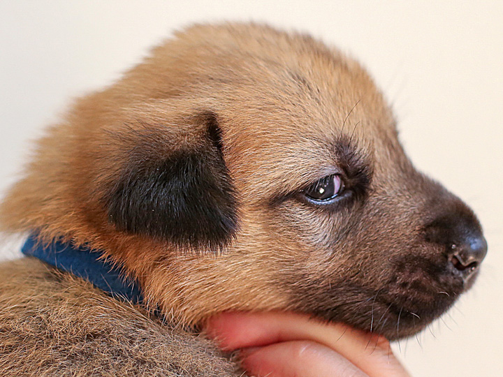 chinook puppy